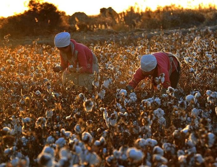 國外抵制新疆棉花，會對國內濕巾行業造成影響